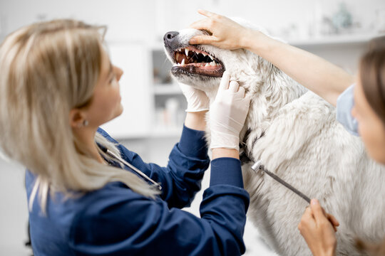 Female doctor makes an inspection of the dog's mouth and teeth at vet clinic with owner. Pet care and check up. Visit to the veterinarian. Cleaning procedure.