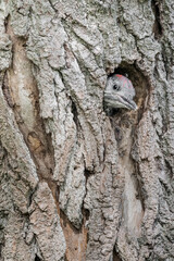 Obraz premium New life in the woodland, young European Green woodpecker waits mom to feed (Picus virdis)