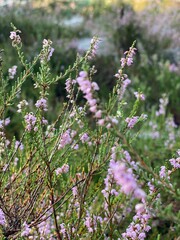 Heide - close up