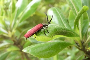 カクムネベニボタル。発光はしません。

