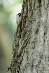 European green woodpecker hidden behind tree trunk (Picus virdis)