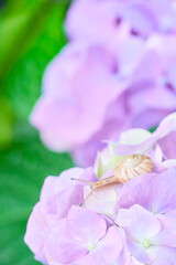 水色の紫陽花の花の上にいる仲の良い二匹のカタツムリ Wall Mural Sora Nus