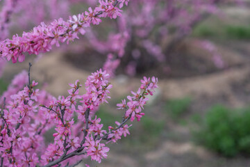 Blossom tree over nature background. Spring flowers. Spring background.