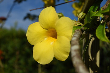 Yellow flower on a hot day
