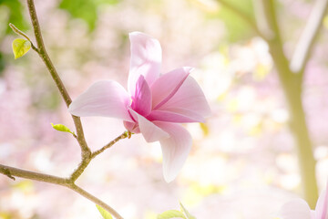 Fototapeta na wymiar Magnolia flower with elegant pink petals blooming in spring fabulous garden on mysterious fairy tale springtime floral sunny bright background with sun light, beautiful nature park landscape