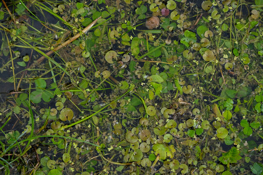 Small floating plants. Hydrocharis morsus-ranae, frogbit background. 