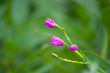 pink and green