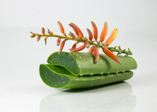 Aloe Vera flower and leaf composition for beauty product design.
