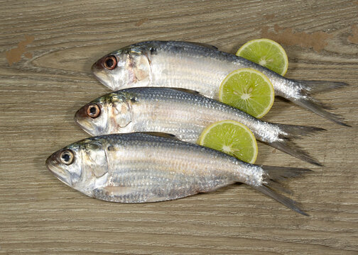 Small size Hilsafish Tenualosa ilisha, ilish, hilsa (national fish of Bangladesh) popular famous fish among Bengali's.