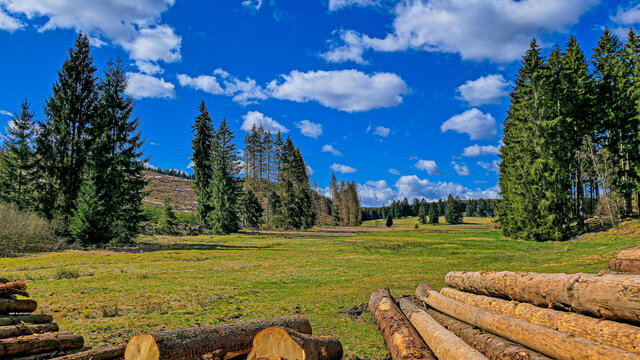 Waldwiese Benneckenstein 2