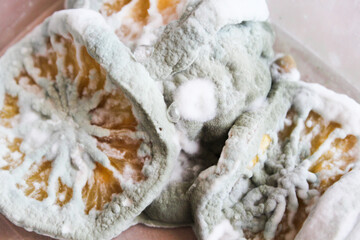 sliced lemon slices, covered with mold