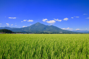 Fototapeta premium 田んぼと磐梯山（福島県・猪苗代町）