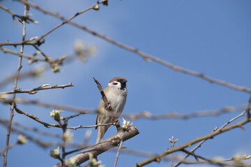 Feldsperling - Feldspatz
