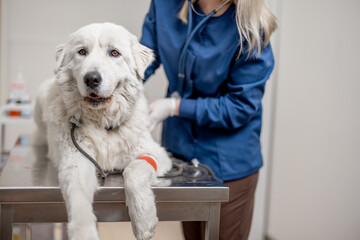 A portrait of big white dog lying at examination table while veterinarian check up with stethoscope...