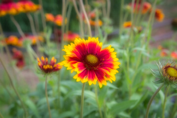 グラデーションの花びらが美しいテンニンギク