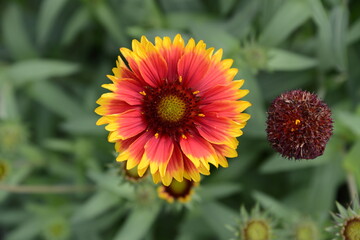 グラデーションの花びらが美しいテンニンギク
