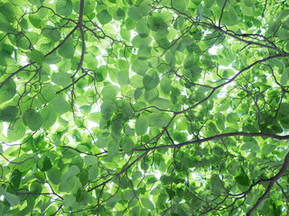 Fototapeta na wymiar 新緑の葉　ハナミズキの葉