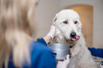 Cute dog licks after drinking water. Veterinarian gives a water in dog's plate to patient sitting...