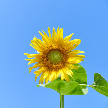 筒状花images Browse 307 Stock Photos Vectors And Video Adobe Stock