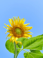 シンプルな一輪のヒマワリの花　青空背景