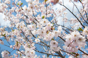 Japanese Cherry Blossom