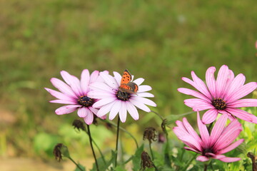 Butterflie on flower