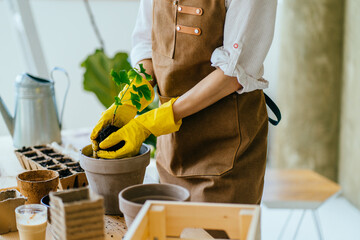 Hand of unknown gardener in yellow household gloves holding young green seedling or plant in soil during planting at bigger pot.