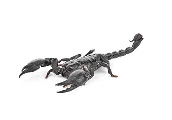 scorpion on white background