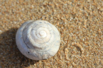 Shell on a sandybeach
