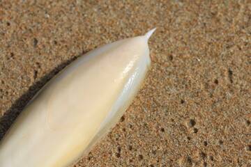 Sharks egg