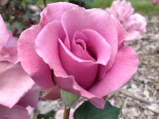 A light purple rose blooming as if standing still