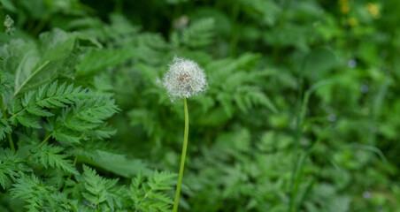 Dandelion seeds on the fresh green morning background. Green field with dandelions. Closeup of spring flowers on the green field. Meadow flowers.