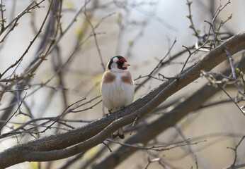 Goldfinch sits on a tree branch, early spring