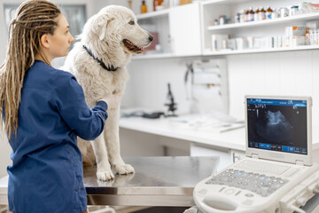 Female veterinarian examines the dog heart using ultrasound while patient standing at examination...
