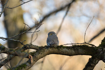 Eurasian pygmy owl sitting on a tree branch in autumn day