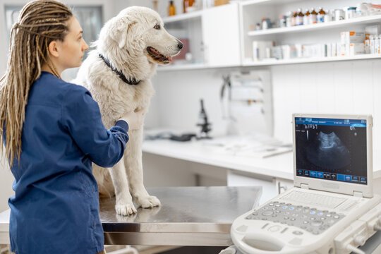 Female Veterinarian Examines The Dog Heart Using Ultrasound While Patient Standing At Examination Table At Vet Clinic. Pet Care And Treatment. 