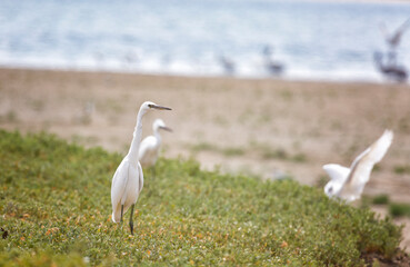 little egrets on the shore of Lake Manich, Kalmykia, Russia