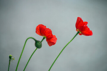 Obraz premium Closeup of red poppies in the street on blur background