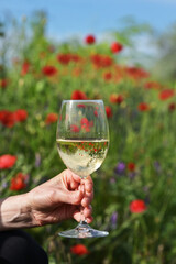 Closeup Glass Of White Wine and Poppy Flowers