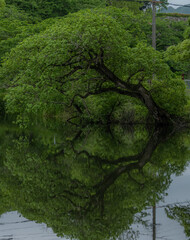 リフレクション