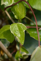 Obraz premium Algerian ivy Glorie de Marengo