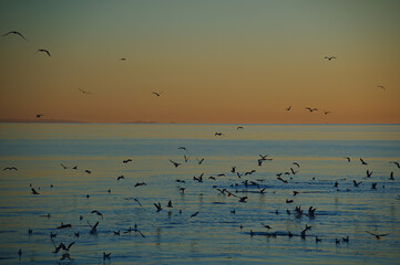 Birds flying on sea