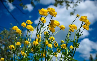 Globeflower Trollius europaeus blooms in yellow blossoms on a sunny spring day