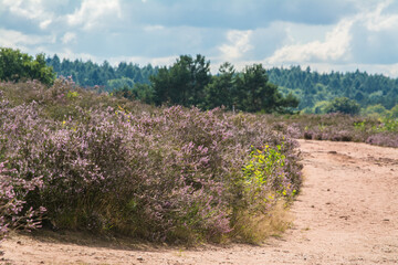 erikablüte in der mehlinger heide