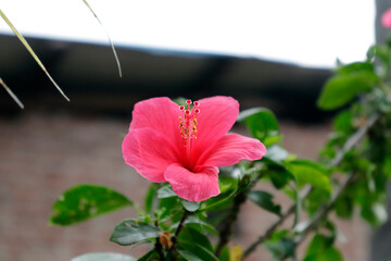 Chemparathi, Tropical Asian Red Flower. Hibiscus rosa-sinensis, China roseHawaiian mallowand Shoeblackplan
