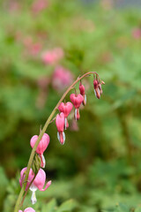 Bleeding heart