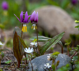 spring crocus flowers