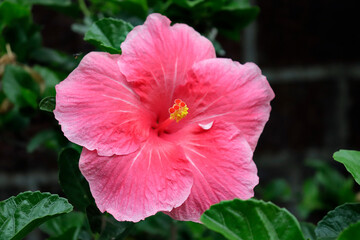 beautiful pink rose colored Chinese hibiscus Hawaiian rosa-sinensis shoeblackplant rose mallow flower