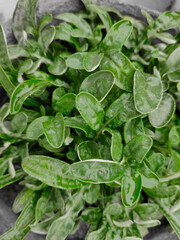 fresh spinach leaves