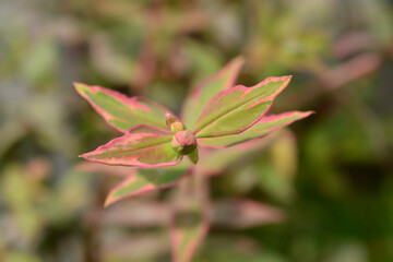 St. Johns wort Tricolor